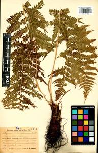 Кочедыжник женский (L.) Roth, Сибирь, Прибайкалье и Забайкалье (S4) (Россия)