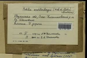Pohlia wahlenbergii (F. Weber & D. Mohr) A.L. Andrews, Гербарий мохообразных, Мхи - Центральное Нечерноземье (B6) (Россия)
