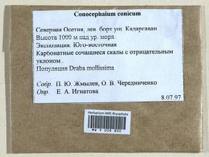 Conocephalum conicum (L.) Dumort., Гербарий мохообразных, Мхи - Северный Кавказ и Предкавказье (B12) (Россия)