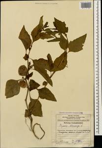 Alkekengi officinarum Moench, Кавказ, Азербайджан (K6) (Азербайджан)