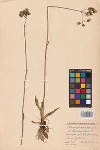 Pilosella erythrochrista (Nägeli & Peter) S. Bräut. & Greuter, Восточная Европа, Северный район (E1) (Россия)