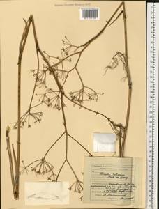 Ферула татарская Fisch. ex Spreng., Восточная Европа, Средневолжский район (E8) (Россия)