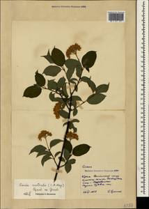 Свидина южная (C.A.Mey.) Jáv., Крым (KRYM) (Россия)