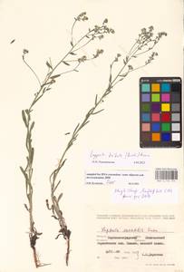 Липучка бородчатая (M.Bieb.) Gürke, Восточная Европа, Северо-Украинский район (E11) (Украина)