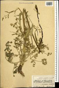 Морковница восточная (L.) Drude, Кавказ, Азербайджан (K6) (Азербайджан)