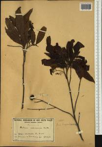 Alectryon subcinereus (A. Gray) Radlk., Австралия и Океания (AUSTR) (Австралия)