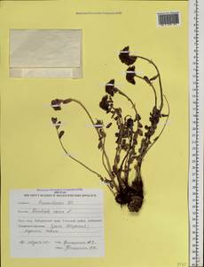 Родиола розовая, Золотой корень L., Сибирь, Дальний Восток (S6) (Россия)