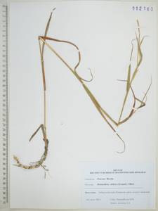 Гемартрия сибирская (Gand.) Ohwi, Сибирь, Дальний Восток (S6) (Россия)