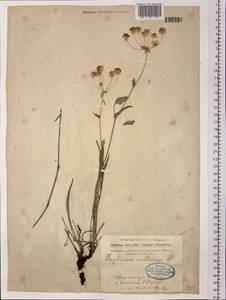 Володушка многожилковая DC., Сибирь, Прибайкалье и Забайкалье (S4) (Россия)