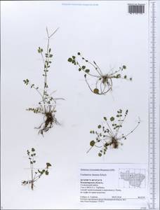 Cardamine pratensis subsp. dentata (Schult.) Celak., Восточная Европа, Центральный район (E4) (Россия)