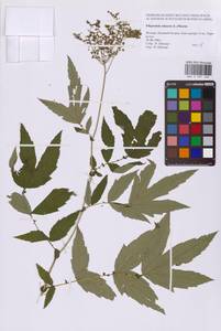 Таволга вязолистная (L.) Maxim., Восточная Европа, Московская область и Москва (E4a) (Россия)