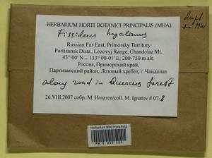 Fissidens hyalinus Wilson & Hook., Гербарий мохообразных, Мхи - Дальний Восток (без Чукотки и Камчатки) (B20) (Россия)