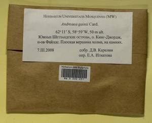Andreaea gainii Cardot, Гербарий мохообразных, Мхи - Антарктика (BAn) (Антарктида)