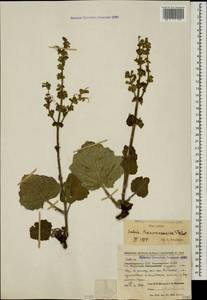 Salvia staminea Montbret & Aucher ex Benth., Кавказ, Азербайджан (K6) (Азербайджан)