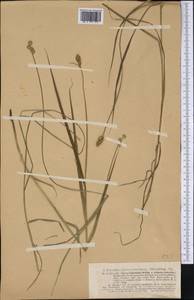 Carex tribuloides Wahlenb., Америка (AMER) (США)