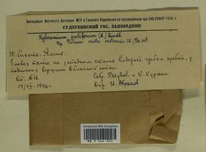 Hylocomium splendens (Hedw.) Schimp., Гербарий мохообразных, Мхи - Дальний Восток (без Чукотки и Камчатки) (B20) (Россия)