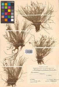 Фимбристилис охотский (Meinsh.) T.Koyama, Сибирь, Чукотка и Камчатка (S7) (Россия)