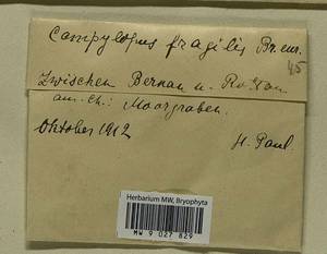 Campylopus flexuosus (Hedw.) Brid., Гербарий мохообразных, Мхи - Западная Европа (BEu) (Германия)