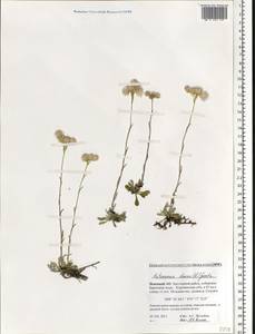 Кошачья лапка двудомная (L.) Gaertn., Восточная Европа, Северный район (E1) (Россия)