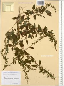 Lipandra polysperma (L.) S. Fuentes, Uotila & Borsch, Кавказ, Северная Осетия, Ингушетия и Чечня (K1c) (Россия)