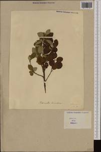 Cotoneaster nebrodensis (Guss.) Koch, Западная Европа (EUR) (Италия)