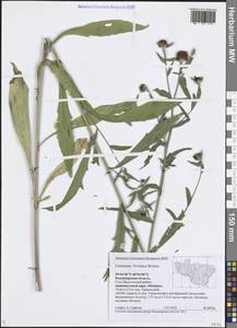 Centaurea × livonica Weinm., Восточная Европа, Центральный район (E4) (Россия)