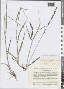 Арктополевица широколистная (R.Br.) Griseb., Сибирь, Чукотка и Камчатка (S7) (Россия)