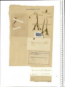 Гусиный лук малый (L.) Ker Gawl., Восточная Европа, Северный район (E1) (Россия)