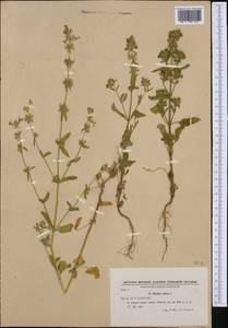 Чистец однолетний (L.) L., Западная Европа (EUR) (Болгария)