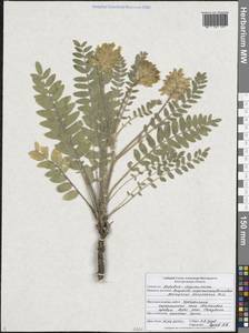 Астрагал шерстистоцветковый Pall., Восточная Европа, Центральный лесостепной район (E6) (Россия)