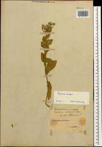 Клоповник крупковидный L., Кавказ, Ставропольский край, Карачаево-Черкесия, Кабардино-Балкария (K1b) (Россия)