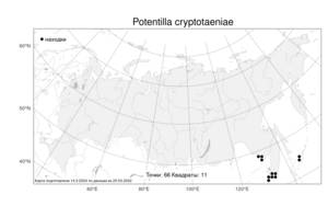 Potentilla cryptotaeniae, Лапчатка криптотениевая Maxim., Атлас флоры России (FLORUS) (Россия)