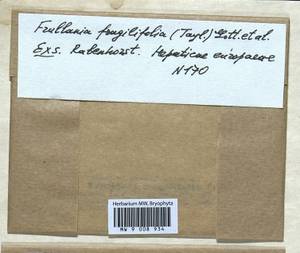 Frullania fragilifolia (Taylor) Gottsche, Lindenb. & Nees, Гербарий мохообразных, Мхи - Западная Европа (BEu) (Неизвестно)