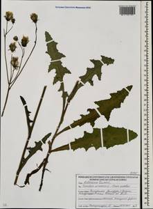 Осот полевой L., Восточная Европа, Белоруссия (E3a) (Белоруссия)