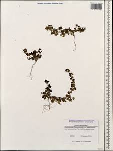 Вероника плющелистная L., Кавказ, Азербайджан (K6) (Азербайджан)
