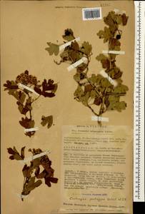 Боярышник пятипестичный Waldst. & Kit. ex Willd., Кавказ, Азербайджан (K6) (Азербайджан)