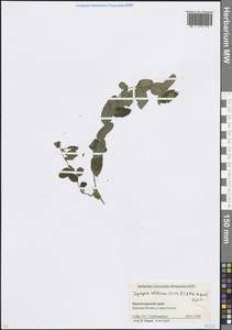 Лептопус колхидский (Fisch. & C.A.Mey. ex Boiss.) Pojark., Кавказ, Краснодарский край и Адыгея (K1a) (Россия)