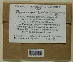 Fissidens gracilifolius Brugg.-Nann. & Nyholm, Гербарий мохообразных, Мхи - Северный Кавказ и Предкавказье (B12) (Россия)