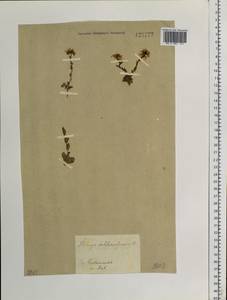 Noccaea thlaspidioides (Pall.) F.K.Mey., Сибирь, Прибайкалье и Забайкалье (S4) (Россия)
