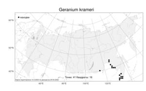 Geranium krameri, Герань Зибольда Franch. & Sav., Атлас флоры России (FLORUS) (Россия)