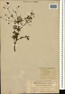 Erodium absinthoides subsp. absinthoides, Кавказ, Грузия (K4) (Грузия)