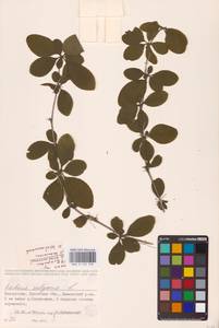 Барбарис обыкновенный L., Восточная Европа, Белоруссия (E3a) (Белоруссия)