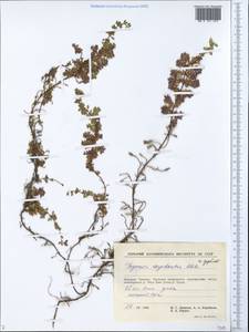 Thymus zygis subsp. zygis, Сибирь, Чукотка и Камчатка (S7) (Россия)