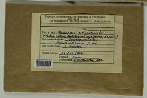 Pohlia nutans (Hedw.) Lindb., Гербарий мохообразных, Мхи - Центральное Черноземье (B10) (Россия)