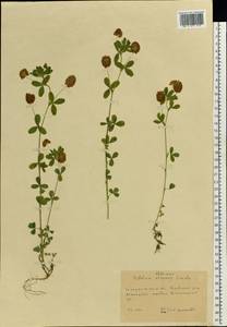 Клевер золотистый Pollich, Восточная Европа, Западно-Украинский район (E13) (Украина)