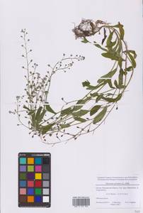 Незабудка полевая (L.) Hill, Восточная Европа, Московская область и Москва (E4a) (Россия)