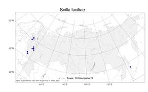 Scilla luciliae (Boiss.) Speta, Атлас флоры России (FLORUS) (Россия)