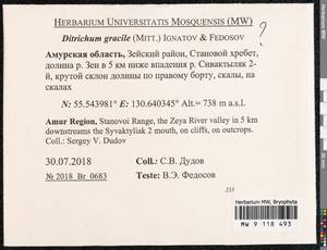 Flexitrichum gracile (Mitt.) Ignatov & Fedosov, Гербарий мохообразных, Мхи - Дальний Восток (без Чукотки и Камчатки) (B20) (Россия)