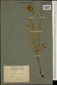 Klasea radiata subsp. radiata, Кавказ, Армения (K5) (Армения)