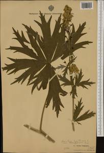 Aconitum lycoctonum subsp. vulparia (Rchb.) Nyman, Западная Европа (EUR) (Италия)